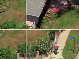 madre coraje: peleo con un leon para salvar a su hijo de cinco anos madre coraje: peleo con un leon para salvar a su hijo de cinco anos