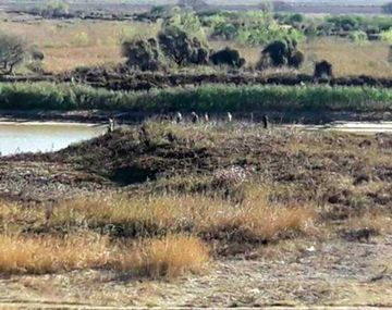 Detuvieron a cinco cazadores por provocar un incendio en el delta del Paraná