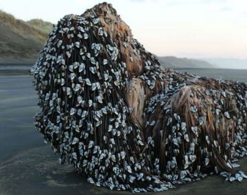 un monstruo con rastas, llamaron al objeto marino encontrado