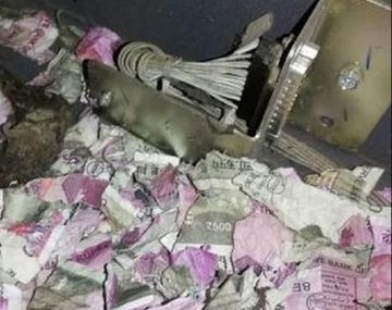 Un grupo de ratas destruyó los billetes de un cajero