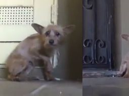 rescataron a un diminuto perro de la calle y su transformacion fue emocionante rescataron a un diminuto perro de la calle y su transformacion fue emocionante