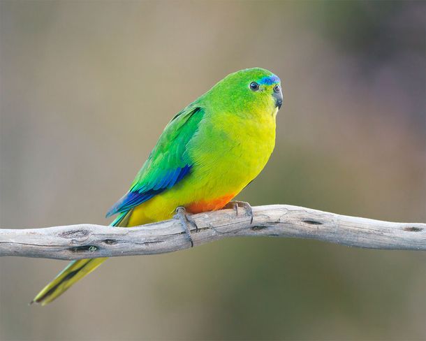 Un extraño virus amenaza con la extinción a una especie de ave en Australia