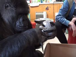 koko, la gorila que adopta a los gatitos: conocela koko, la gorila que adopta a los gatitos: conocela