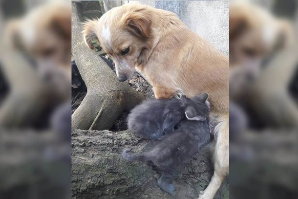Una perra adoptó a dos gatitos abandonados recién nacidos