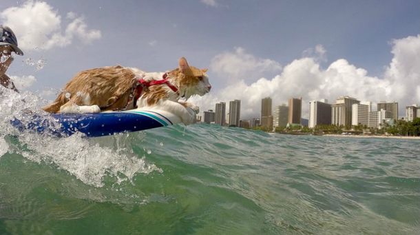 Un temerario: gato tuerto disfruta de las olas a bordo de una tabla de surf