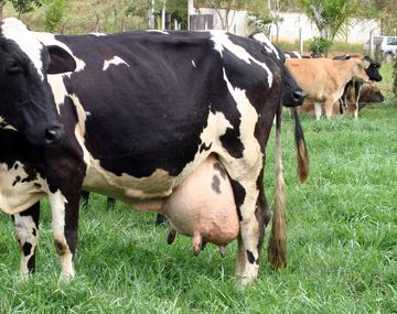 Un policía fue mordido por una vaca atropellada en la ruta