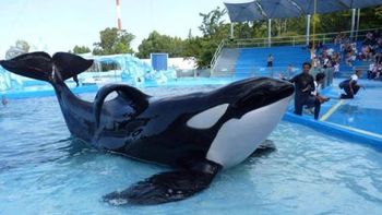 reclaman la liberacion de la orca de mundo marino reclaman la liberacion de la orca de mundo marino