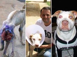 una historia de amor: rescato a un perro y lo salvo de una muerte segura una historia de amor: rescato a un perro y lo salvo de una muerte segura