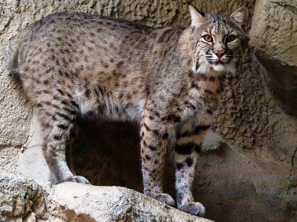 Hallan a uno de los gatos salvajes que fueron robados del zoo de Mendoza