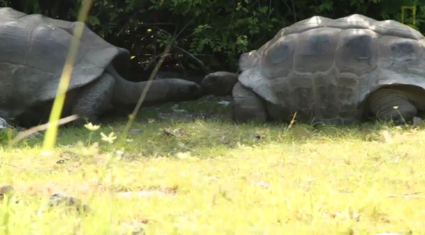 Interrumpió una cita entre dos tortugas y la pasó muy mal: mirá el video