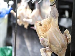 El MGAP sigue buscando la habilitación para exportar carne aviar a China. El MGAP sigue buscando la habilitación para exportar carne aviar a China.