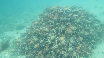 buceador hallo una piramide de cangrejos buceador hallo una piramide de cangrejos