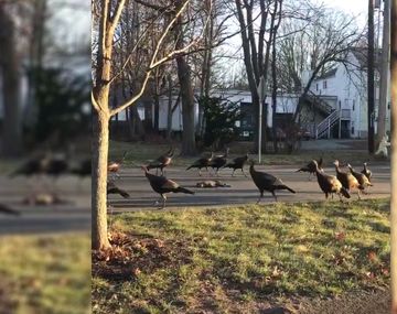 La danza de la muerte de unos pavos a un gato