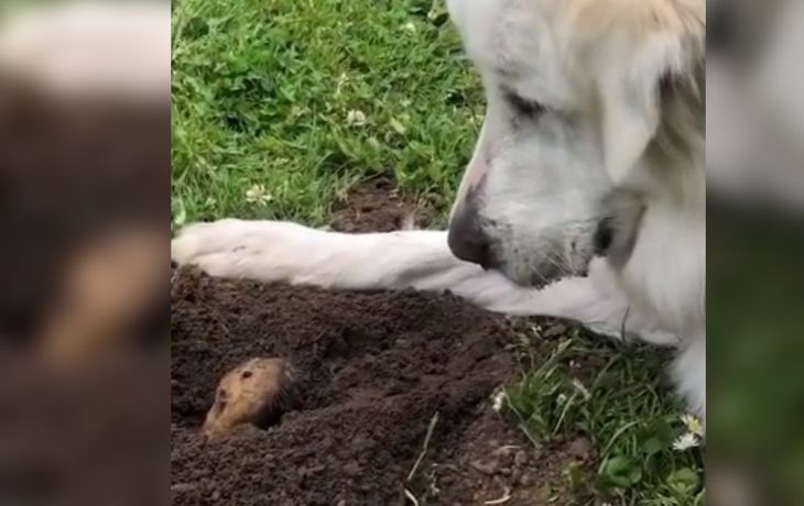 &iquest;El viral m&aacute;s tierno de la pandemia? Dos animales y una charla especial