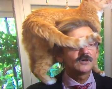 Un gato interrumpió una entrevista en vivo