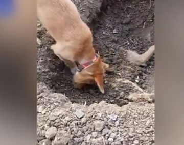Un perro entierra a su amigo que murió atropellado