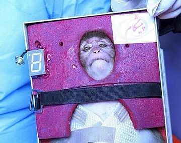 Irán revela que envió otro mono al espacio y regresó con vida
