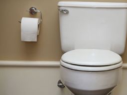 ¡un asco! levanta la tapa del inodoro y encuentra 40 ranas ¡un asco! levanta la tapa del inodoro y encuentra 40 ranas