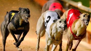 Carrera de galgos Carrera de galgos