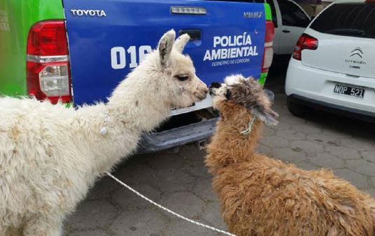 Viajaban con dos llamas atadas en el baúl del auto