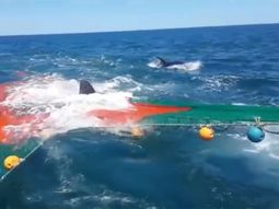 Un lobo marino se subió a una red de pescar para escapar del ataque de dos orcas. Un lobo marino se subió a una red de pescar para escapar del ataque de dos orcas.