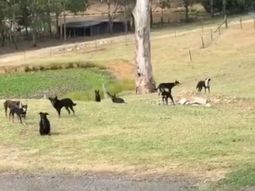 El divertido video de nueve perros totalmente petrificados