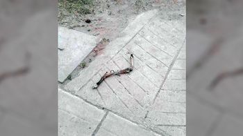 galgos fueron acribillados por sus duenos en protesta a la prohibicion de carreras galgos fueron acribillados por sus duenos en protesta a la prohibicion de carreras