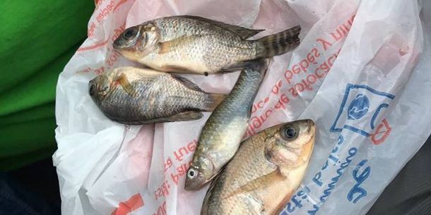 Lluvia de peces en Tampico