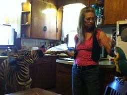 Cebra y papagayo Cebra y papagayo