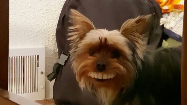 Un perro le robó los dientes falsos a su dueño: así quedó