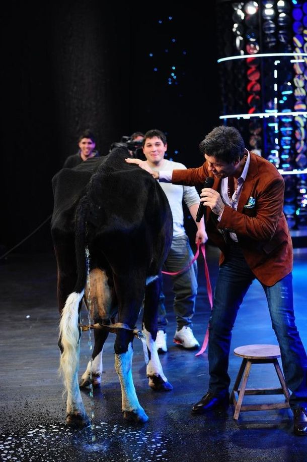 Tinelli ordeñó mal una vaca y no obtuvo leche, sino otra cosa