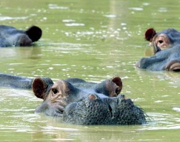 Peligran los ecosistemas de Colombia por los 80 hipopótamos que dejó Pablo Escobar