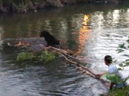 Rescataron a una perra de un arroyo - Crédito: La Mañana de Neuquén Rescataron a una perra de un arroyo - Crédito: La Mañana de Neuquén