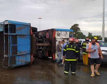 Volcó un camión jaula y las vacas escaparon por el medio de la autopista