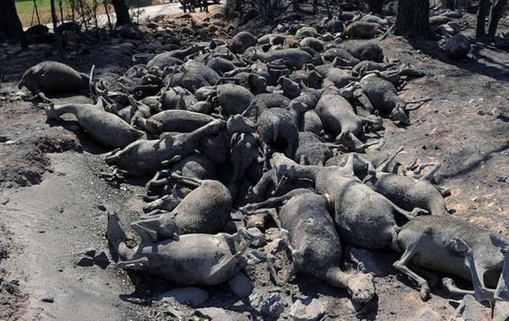 Los animales quedaron carbonizados
