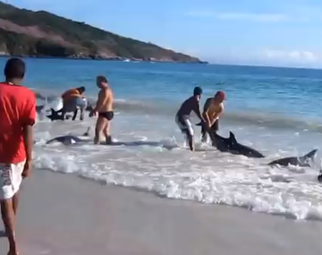 Decenas de delfines se encallan en una playa de Brasil