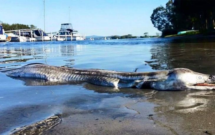 Conmoción en Australia por la aparición de un extraño monstruo marino