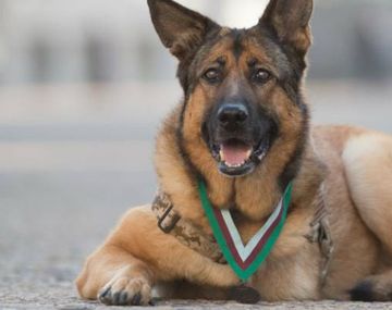 Condecoran con todos los honores a una perra de tres patas que sirvió en la guerra