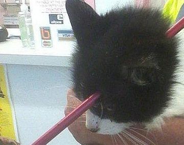 Gato sobrevive después que una flecha le atravesara la cabeza