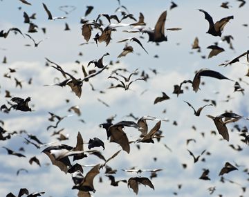 Insólita estrategia: piden usar murciélagos para luchar contra el dengue