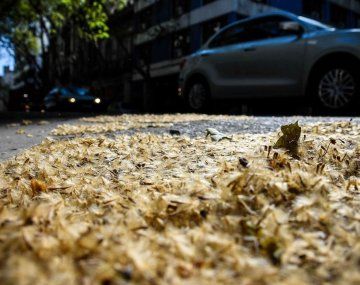 Estudiantes de una escuela de Villa Crespo presentaron un proyecto para reemplazar plátanos y evitar alergias