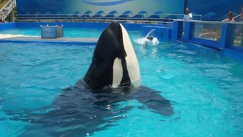 piden salvar a lolita, la orca mas triste del mundo piden salvar a lolita, la orca mas triste del mundo