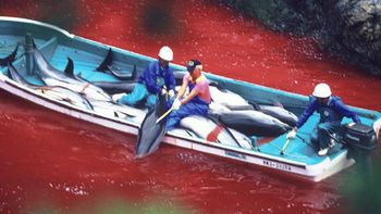 una masacre: japon volvio a autorizar la matanza de delfines una masacre: japon volvio a autorizar la matanza de delfines