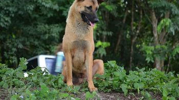 una perra que espero a sus duenos al lado de la ruta un ano fue atropellada una perra que espero a sus duenos al lado de la ruta un ano fue atropellada