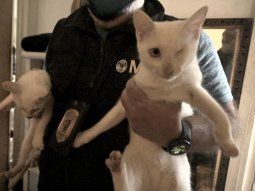 Horror en Villa Crespo: mujer acumulaba gatos y se los comía en guiso