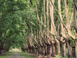 Un polo gastronómico en crecimiento, con bosques y canchas de golf.