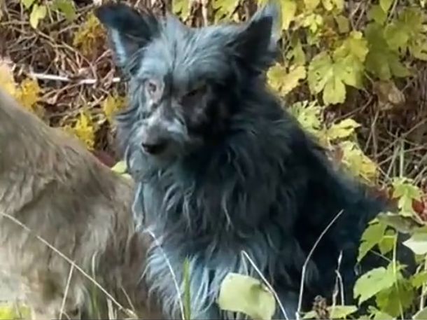 Misterio y desconcierto: hallaron perros con pelaje azul en la zona de exclusión de Chernobyl Misterio y desconcierto: hallaron perros con pelaje azul en la zona de exclusión de Chernobyl