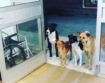 La imagen más conmovedora: cuatro perros esperaron en la puerta de un hospital mientras atendían a su dueño en urgencias