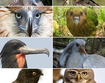 Estos son los pájaros más extraños del mundo