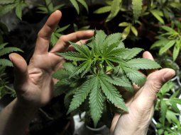 La ANMAT prohíbe unas cremas de cannabis: cuáles son y por qué